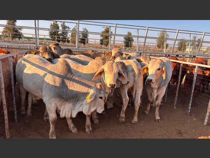 AGRA MARIENTAL WEANER AUCTION