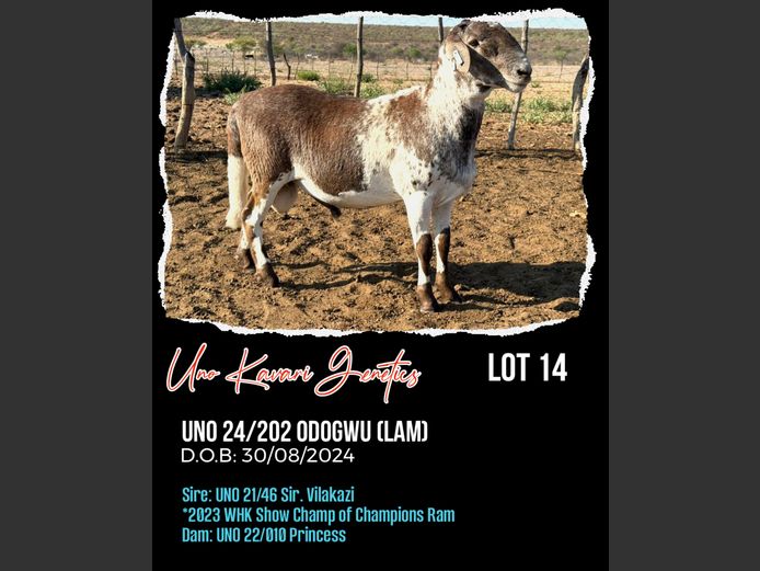 23-202UNO | UNO KAVARI GENETICS