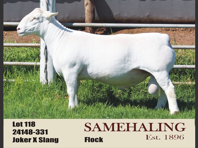 SAMEHALING WIT DORPERS | 24148