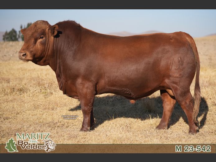 M230542 | Maritz Bovelders
