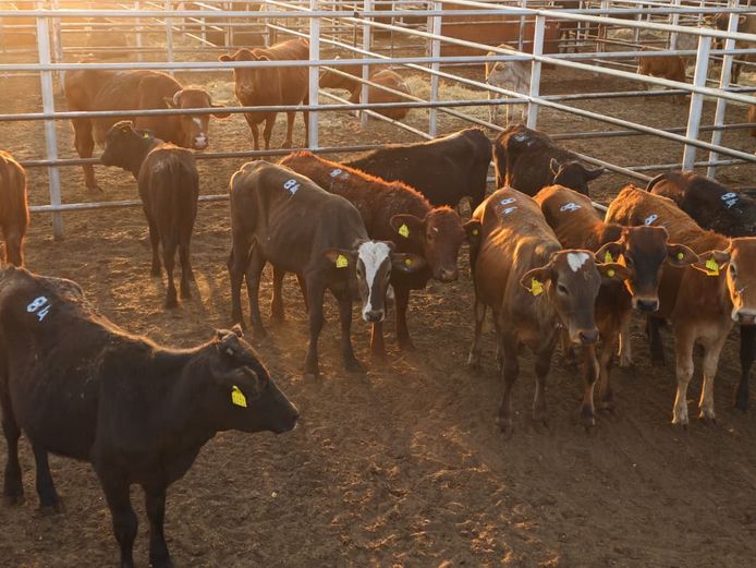 VAN NIEKERK PJ | DAIRY CATTLE 