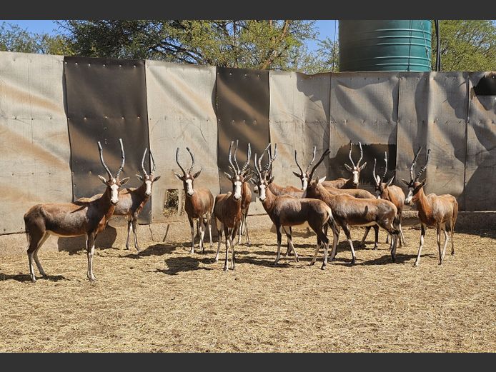 BLESBOK | NYLSVLEI