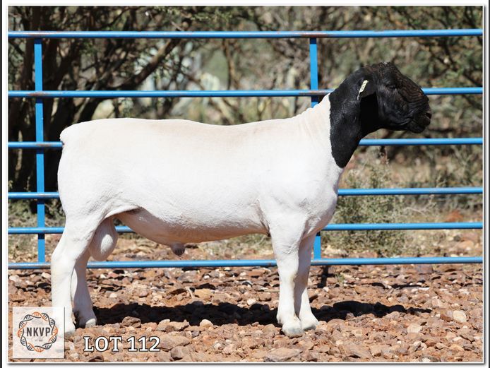 2052 24 0315 | LOUIS VAN RENSBURG, H/A LEEUPUT TRUST