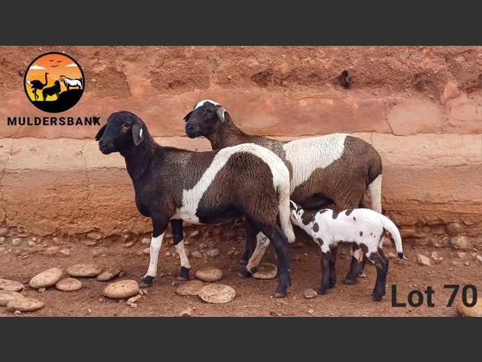 Ooi | MULDERSBANK MEATMASTERS