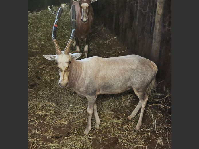 WHITE BLESBUCK | WATEBERG