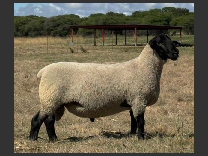 350250096 | GERT MALHERBE BRDY