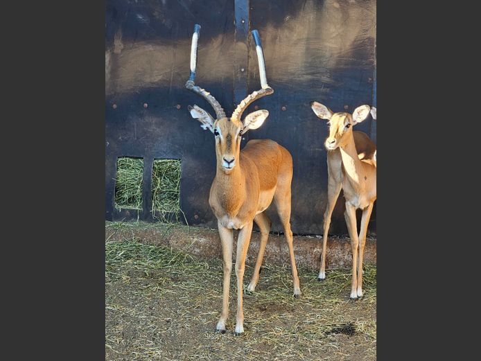IMPALA | BIG HORN