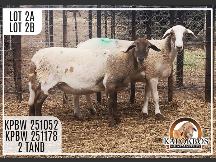 KPBW251052 | Kapokbos Meatmasters