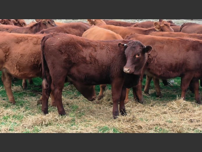 Commercial Animals | Esher Farms