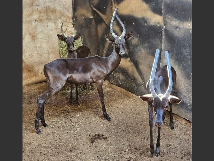 BLACK IMPALA | PRINS GAME