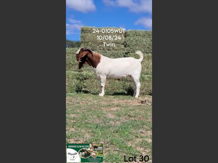 24-0106WUT | ORIVEREKE KLEINVEE STUD