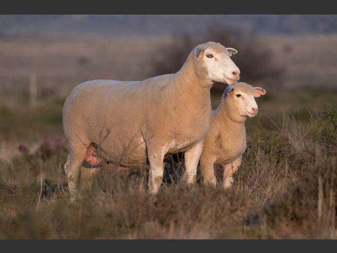 DZ220223 | 2 STEYNS BOERDERY