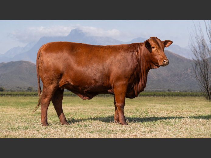 BR240015HH | P.J. NIEMAND