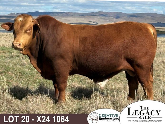 X241064 | CREATIVE BEEFMASTERS