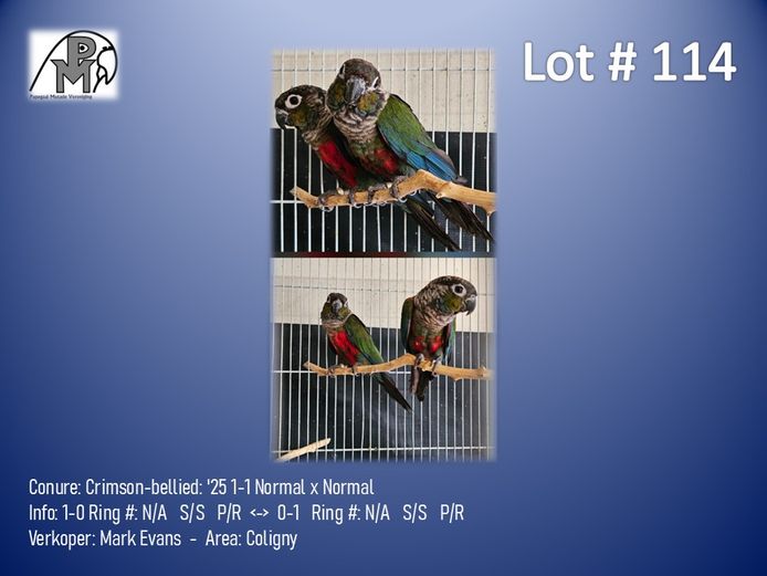1-1 '25 Conure: Crimson-bellied: Normal x Normal - Mark Evans