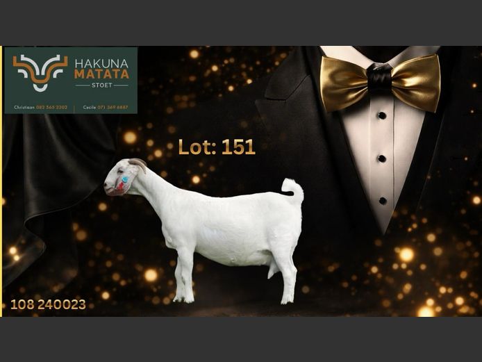 108240023 | Hakuna Matata Savanna stoet