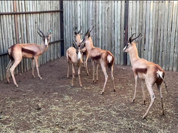 Koper Springbok