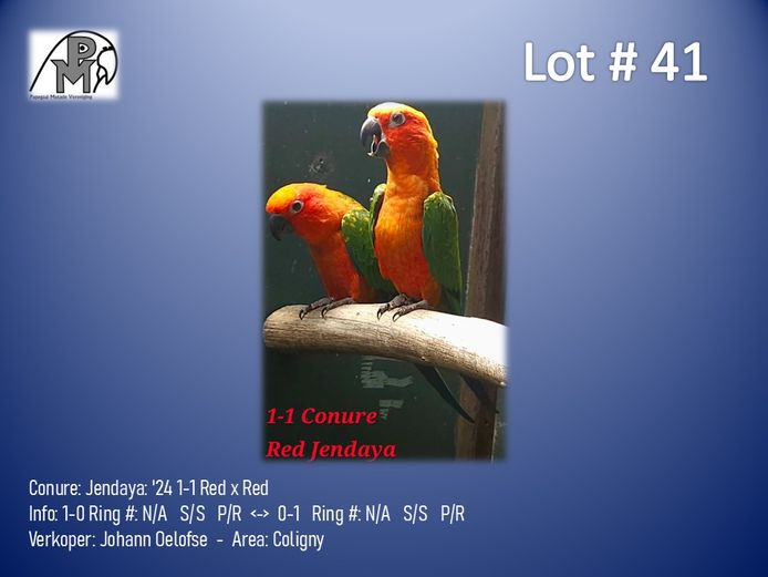 1-1 '24 Conure: Jendaya: Red x Red - Johann Oelofse
