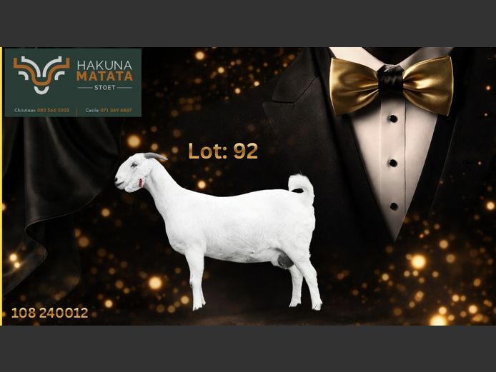 108240012 | Hakuna Matata Savanna stoet