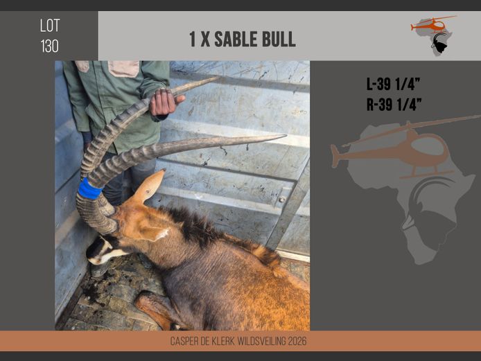 Sable (L-39 1/4" R-39 1/4")