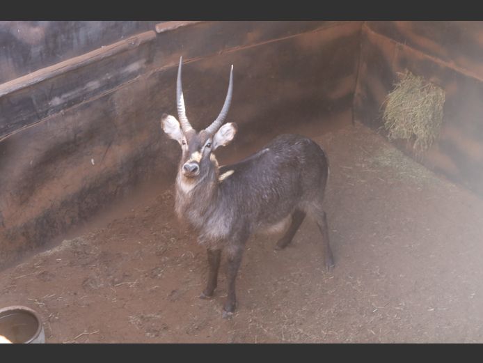 Waterbok