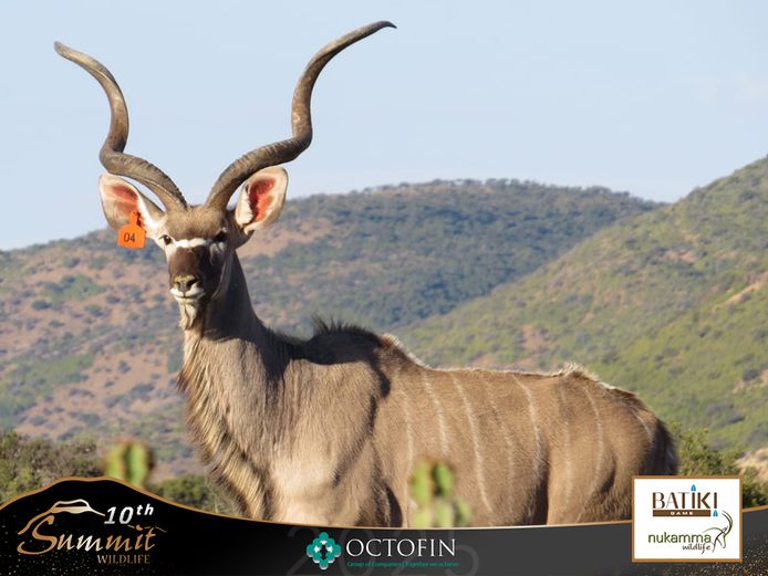 47 7/8" Kudu Bull