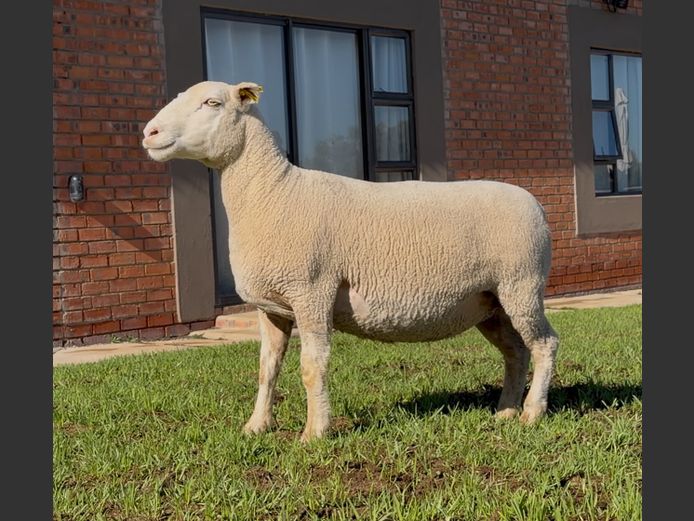 DH220072 | HEYMAN STUD FARM PTY LTD