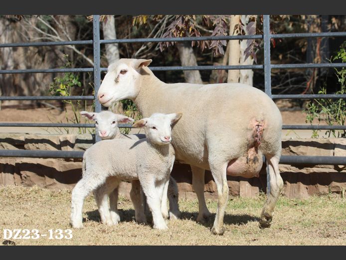 DZ 230133 | 2 STEYNS BOERDERY