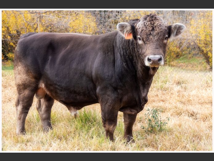 JC 210112 | JC BRAUNVIEH STUD