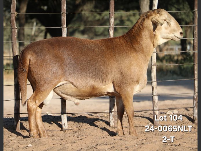 24-0065NLT | LEKWATER MEATMASTER 
STUD