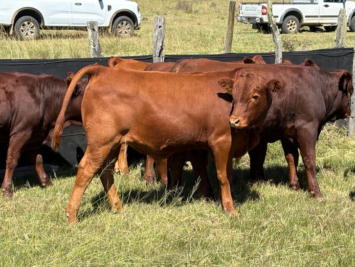 Intact Bull Calves | Ellington Farming