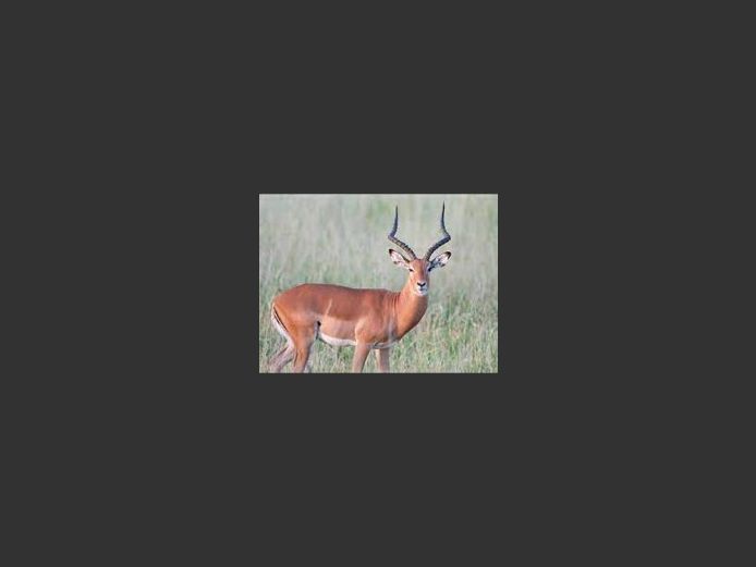 Impala Rams | Inyathi