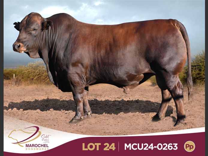 MCU240263 Pp(c)