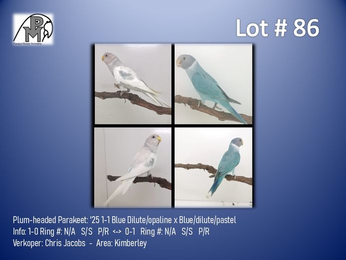 1-1 '25 Plum-headed Parakeet: Blue Dilute/opaline x Blue/dilute/pastel - Chris Jacobs