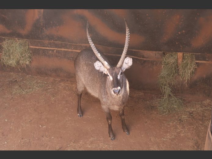 Waterbok