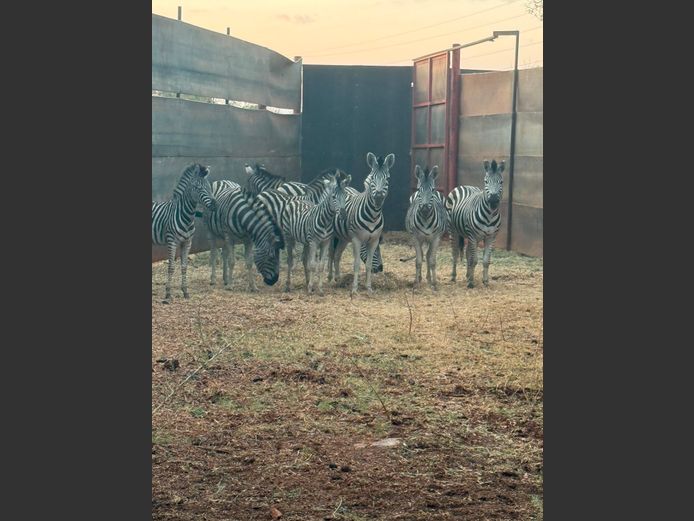 ZEBRA DIJABE