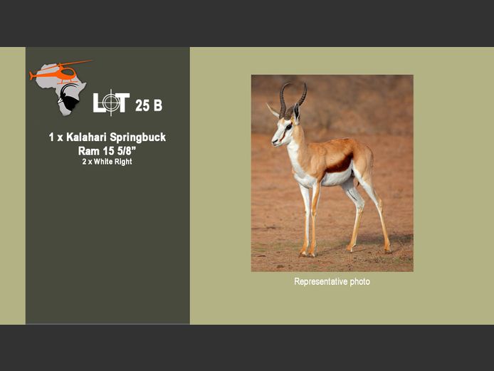 Kalahari Springbuck