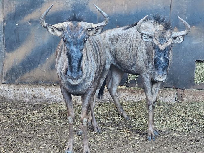 BLUE WILDEBEEST | UNICO PROJECTS