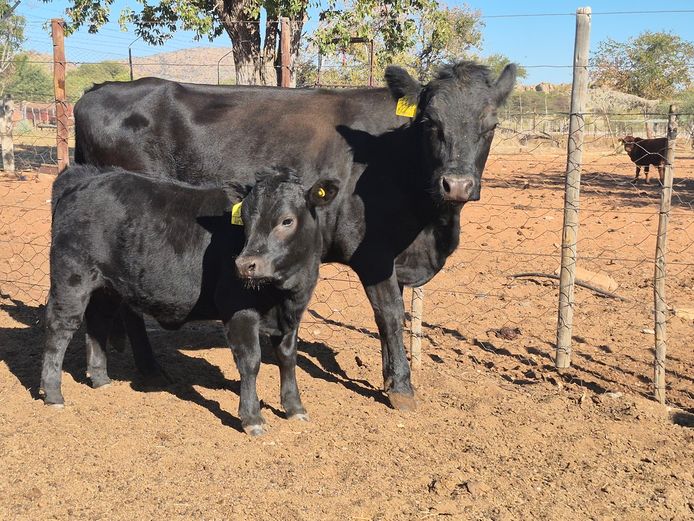 22-0006DDS | DANE DEXTER STUD