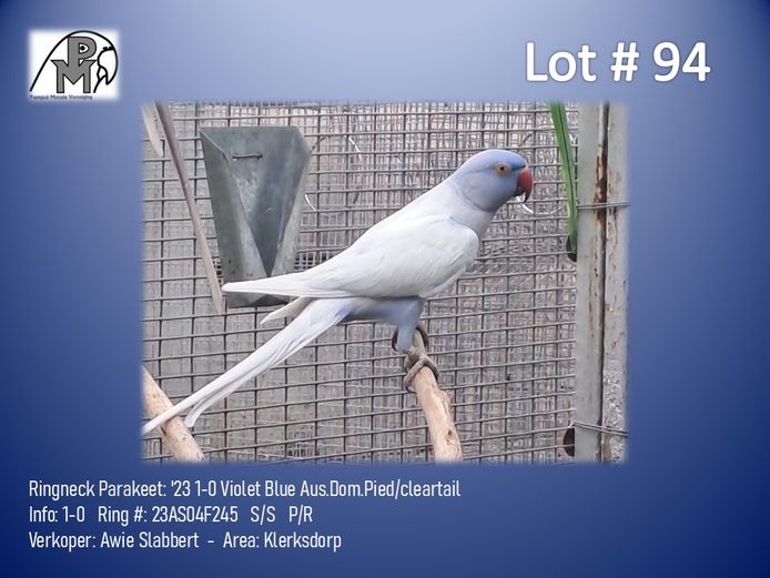 1-0 '23 Ringneck Parakeet: Violet Blue Aus.Dom.Pied/cleartail - Awie Slabbert