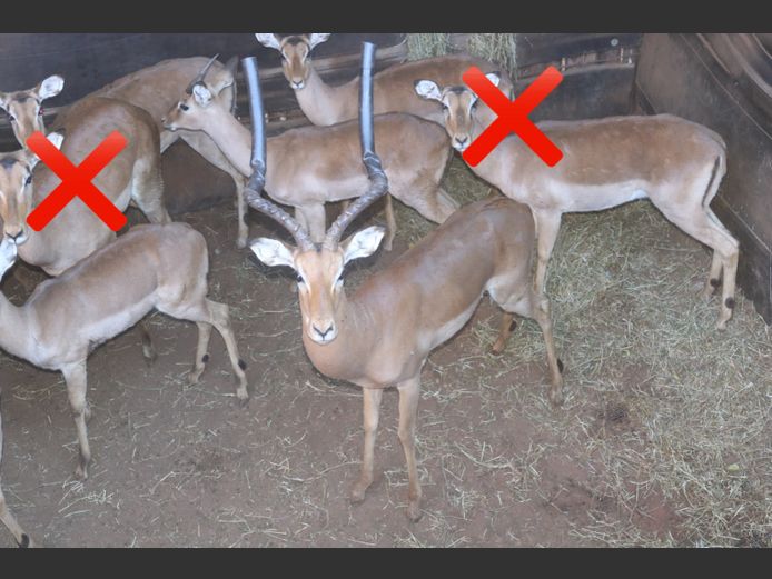Rooibok Ram