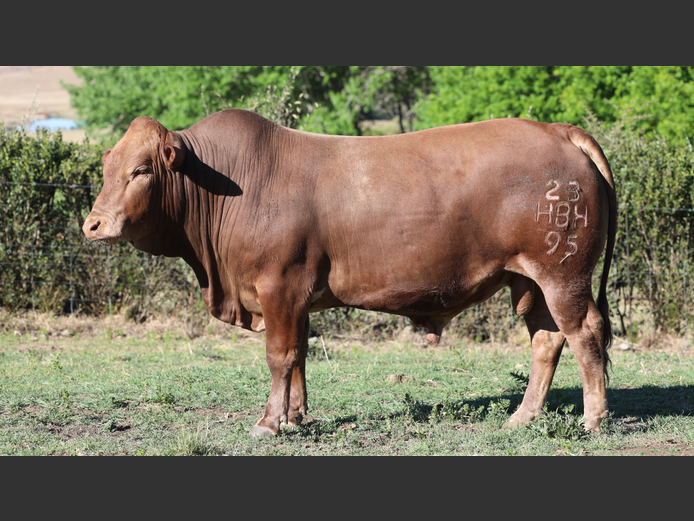 HBH230095 | CLARK CATTLE COMPANY PTY LTD