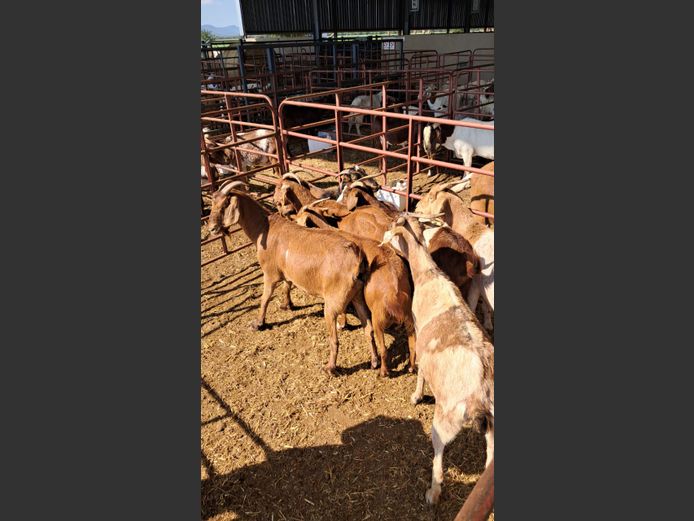 BOERBOK | NAZARDI BOERDERY