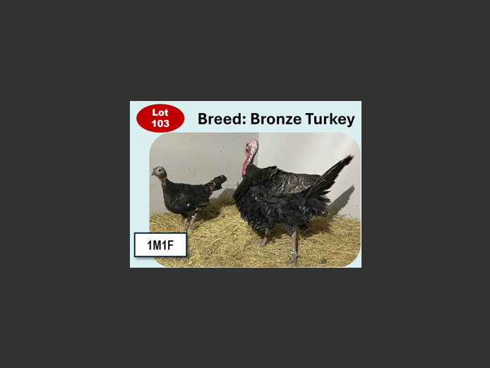 BRONZE TURKEY | ANNUAL MYTILUS AND ELOFF