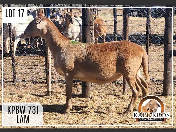 KPBW731 | Kapokbos Meatmasters