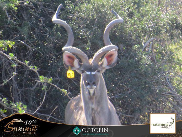 Kudu Cows running with 55" Bull	