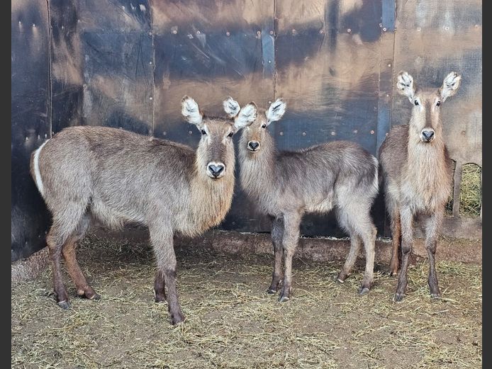 WATERBUCK | UNICO PROJECTS