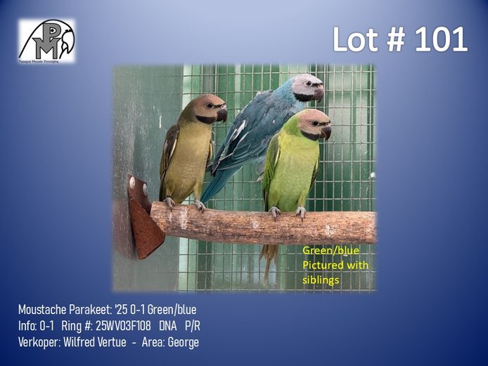 0-1 '25 Moustache Parakeet: Green/blue - Wilfred Vertue