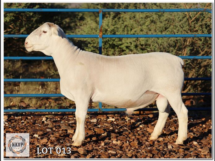 1790 24 0356W | J.J. VAN DER COLFF (WIT DORPERS)