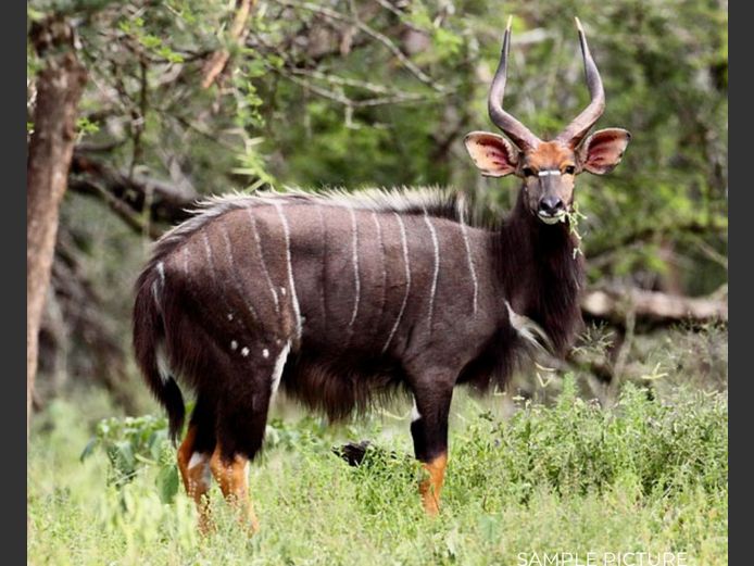 NYALA | DU PREEZ WILD